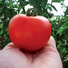 Томат КРИСТАЛ F1 1 г Клоз (Clause)