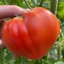 Томат МАССОН F1 250 нас. Клоз (Clause)