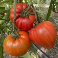 Томат МАССОН F1 250 нас. Клоз (Clause)