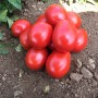 Томат НМ 5900 F1 5000 нас. Клоз (Clause)