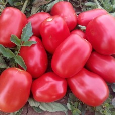 Томат НМ 5900 F1 5000 нас. Клоз (Clause)