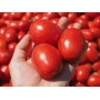 Томат ОЛІВЕНЗА F1 5000 нас. Клоз (Clause)