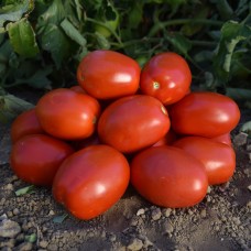 Томат ОЛІВЕНЗА F1 5000 нас. Клоз (Clause)