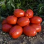 Томат ОЛІВЕНЗА F1 5000 нас. Клоз (Clause)