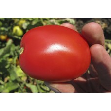 Томат ПЬЕТРАРОССА F1 1000 сем. Клоз(Clause)