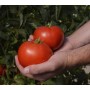 Томат РІХАМ F1 1000 нас. Клоз (Clause)
