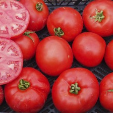 Томат РИХАМ F1 1000 сем. Клоз (Clause)