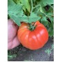 Томат САРРА F1 250 нас. Клоз (Clause)