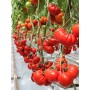 Томат САРРА F1 250 нас. Клоз (Clause)