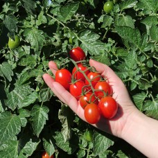 Томат ТУТІ ФРУТІ F1 250 нас. Клоз (Clause)