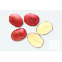 Картофель семенной Маргарита 1 кг (среднепоздний 1 репродукция)