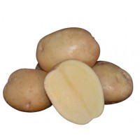 Картопля насіннєва Мадрид 1 кг (Ранній столовий 1 репродукція)