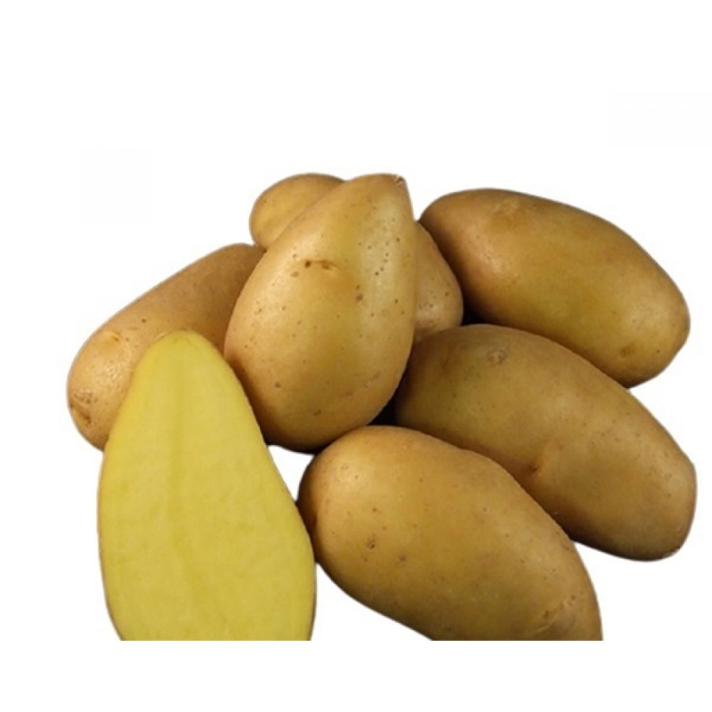 Насіннєва картопля Екскуза 1 кг середньостигла 1 репродукція