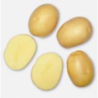 Семенной картофель Актриса 1 кг (ранний 1 репродукция)