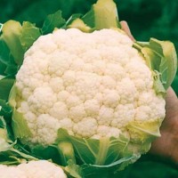 Капуста цветная Гудман  (gs) 2500 сем. Бейо Заден(Bejo Zaden)