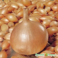 Луковий радар (пс) 250 000 Беджо Заден