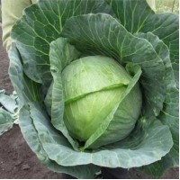 Капуста белокочанная средняя Невада F1 10000 сем Наско