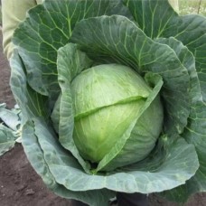 Капуста белокочанная средняя Невада F1 2500 сем Наско