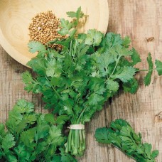 Коріандр Тесей 25 г Наско