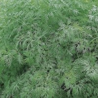 Кріп кущовий Амброзія 100 г Наско