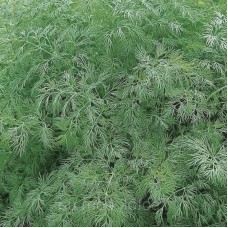 Кріп кущовий Амброзія 25 г Наско