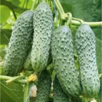 Огурец Альтан F1 ранний 1000 сем Наско
