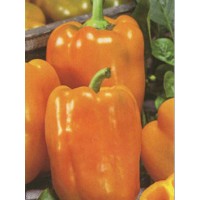 Перец Наиль 1000 сем Наско