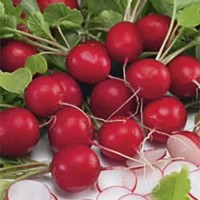 Редис Сиеста F1 5000 г Наско