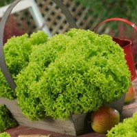 Салат Ізольда 10 г Наско