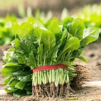 Шпинат Бора Бора 25 г Наско