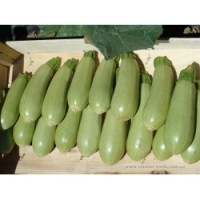 Кабачок АСМА F1 2500 сем. Клоз(Clause)