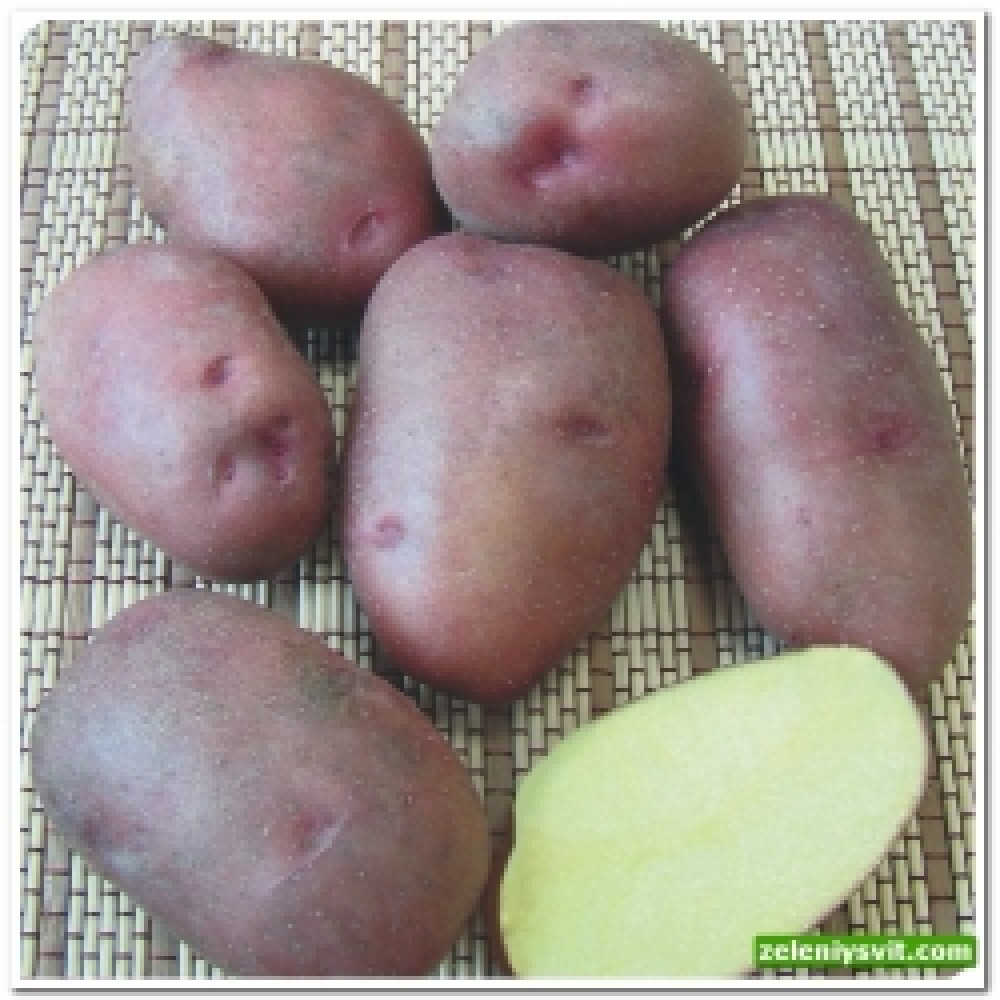 Картофель Фантазия 3 кг ФХ Лилия