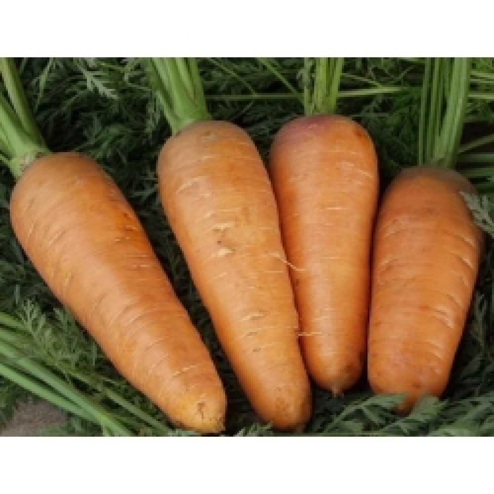 Морковь БОЛТЕКС 0,5 кг. Клоз(Clause)
