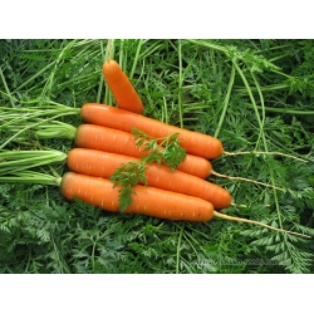 Морковь САТУРНО F1 100 000сем. Клоз(Clause)