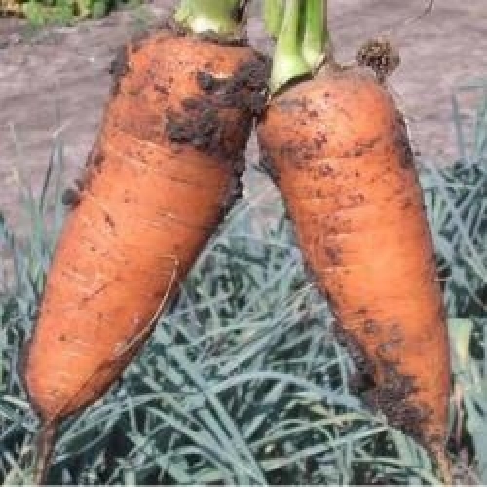 Морковь ШАНТАНЕ 0,5 кг. Клоз(Clause)