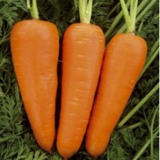 Морковь Шантане Ред Кор 500 гр Клоз(нет в наличии)