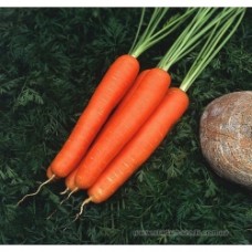 Морковь Веста F1 100000 сем Клоз(нет в наличии)