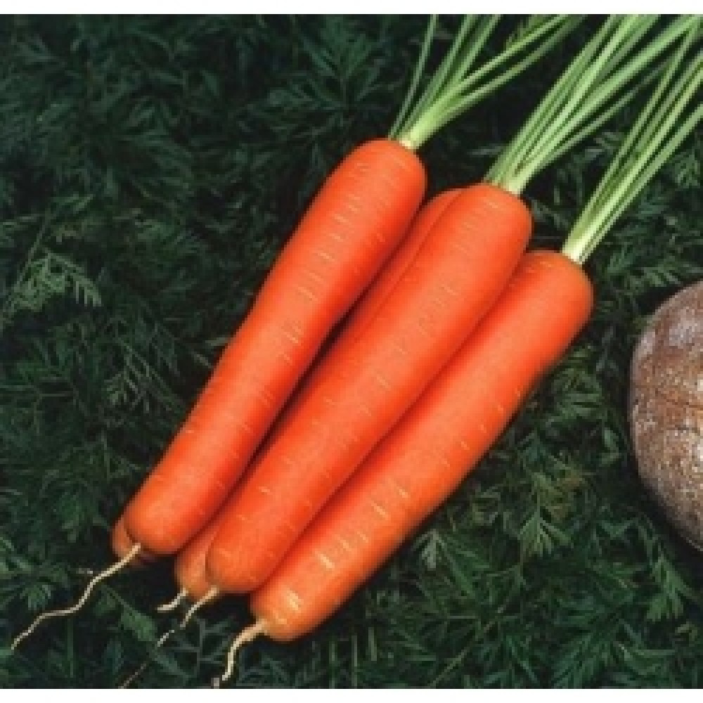 Морковь Веста F1 25000 сем Клоз(нет в наличии)