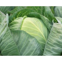 Капуста білокачанна пізня Лібератор 2500сім. Сінгента(Syngenta)