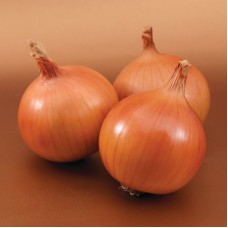 Цибуля ріпчаста Барусо F1 250 000 нас. Сингента (Syngenta)