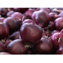 Лук репчатый Дарко F1 50 000 сем. Сингента (Syngenta)