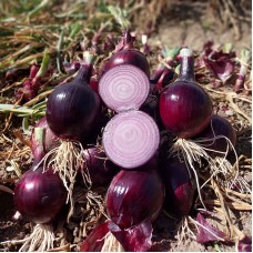 Цибуля ріпчаста Дарко F1 50 000 нас. Сингента (Syngenta)