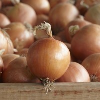 Лук репчатый Диско F1 50 000 сем. Сингента (Syngenta)