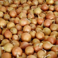 Лук репчатый Натион F1 250 000 сем. Сингента (Syngenta)