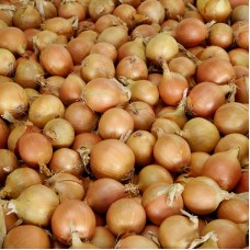 Цибуля ріпчаста Натіон F1 250 000 нас. Сингента (Syngenta)