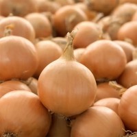 Лук репчатый Промоушн F1 250 000 сем. Сингента (Syngenta)