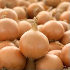 Цибуля ріпчаста Промоушн F1 250 000 нас. Сингента (Syngenta)