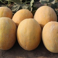 Диня Фландер F1 500 нас. Сингента (Syngenta)