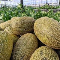 Диня Граціано F1 500 нас. Сінгента (Syngenta)