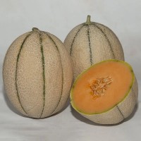 Диня Массімо F1 500 нас. Сінгента (Syngenta)